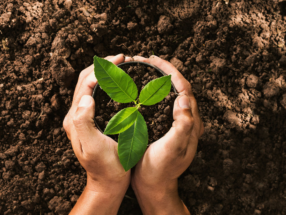 Seed being planted in soil with two hands around the seedling.